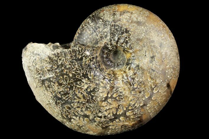 Fossil Ammonite (Rhaeboceras) - Bearpaw Shale, Montana #119372